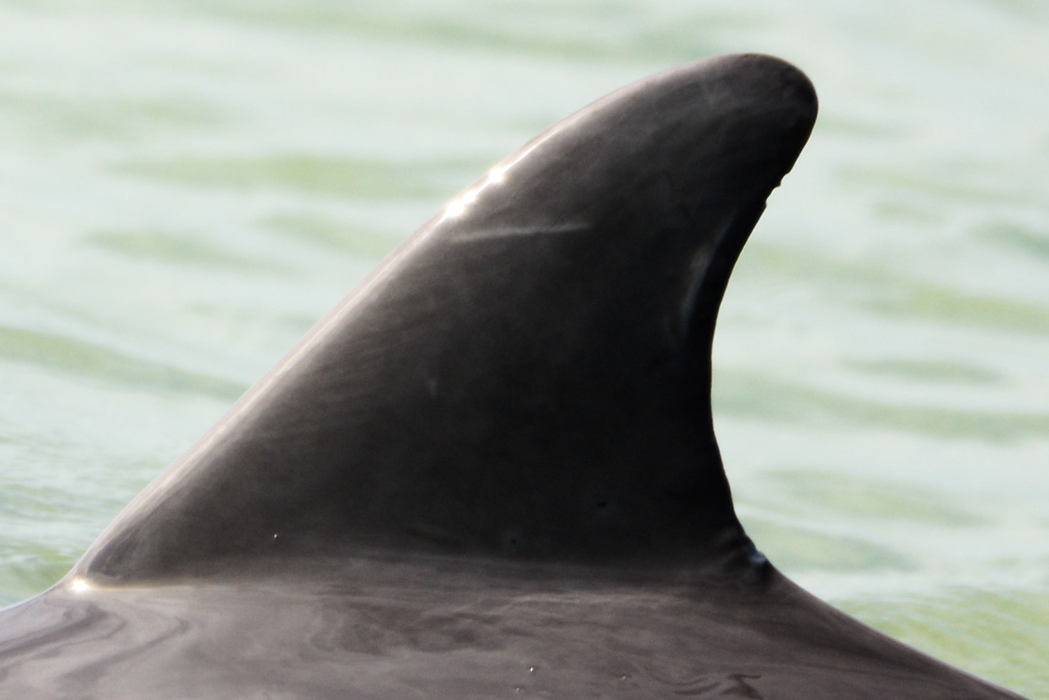 Some Crazy Looking Dolphins from Marco Island Florida - The Dolphin Study