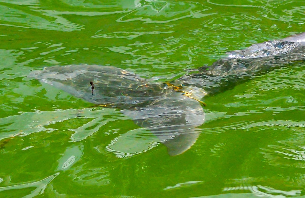 shows fishing leader wrapped around a dolphin's tail