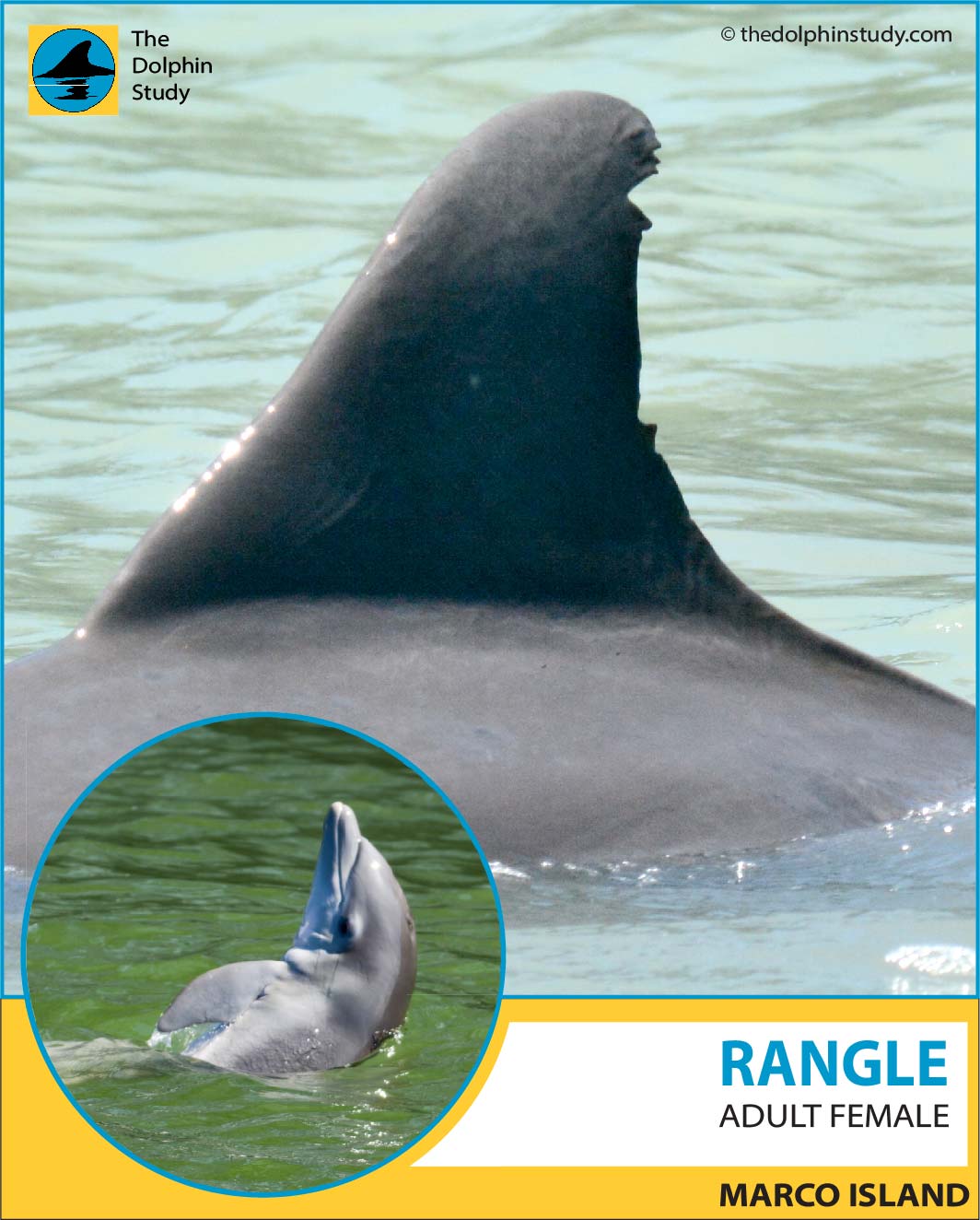 Rangle dorsal profile