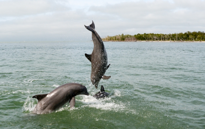 socializing dolphins leaping