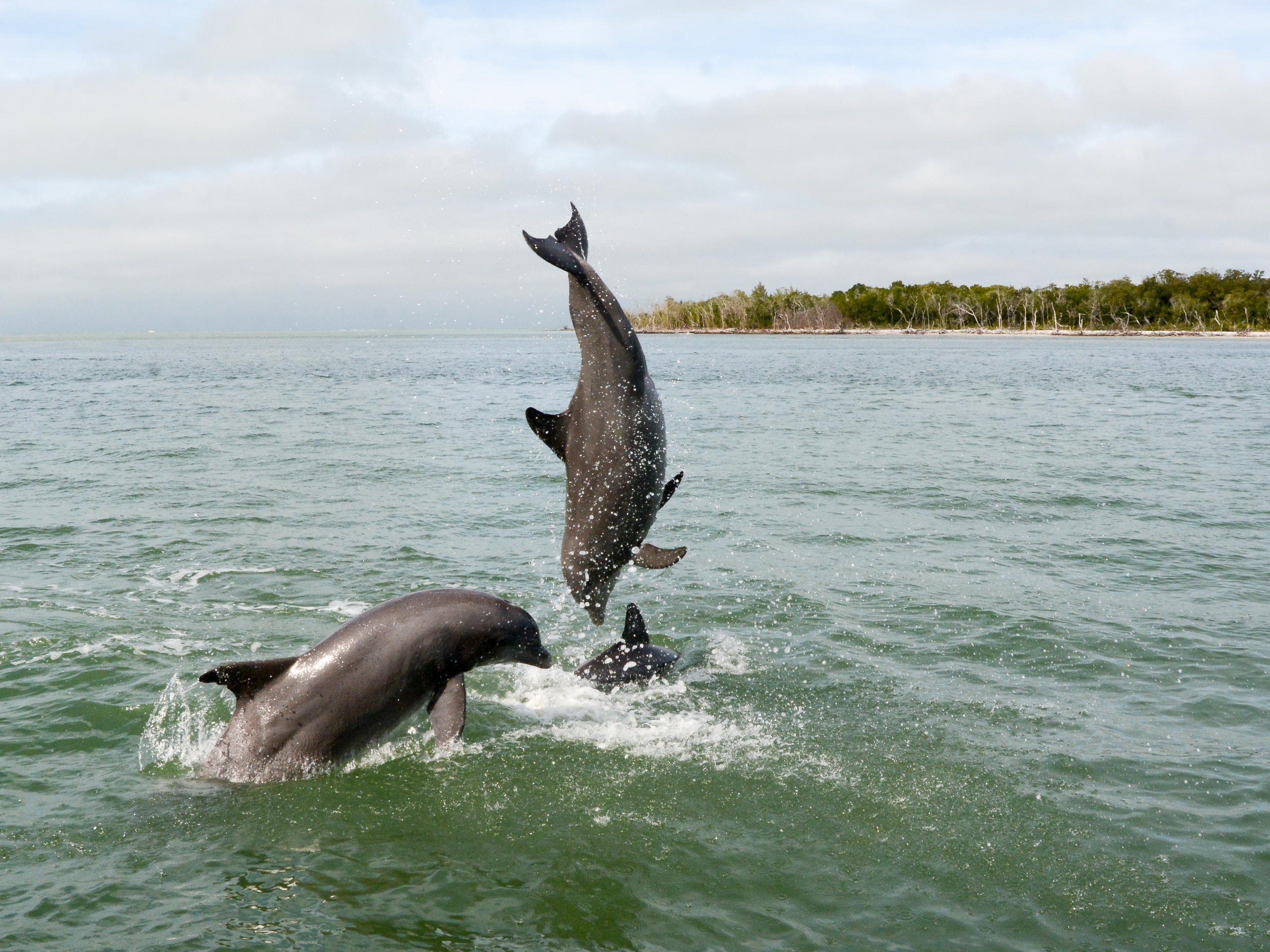 socializing dolphins leaping