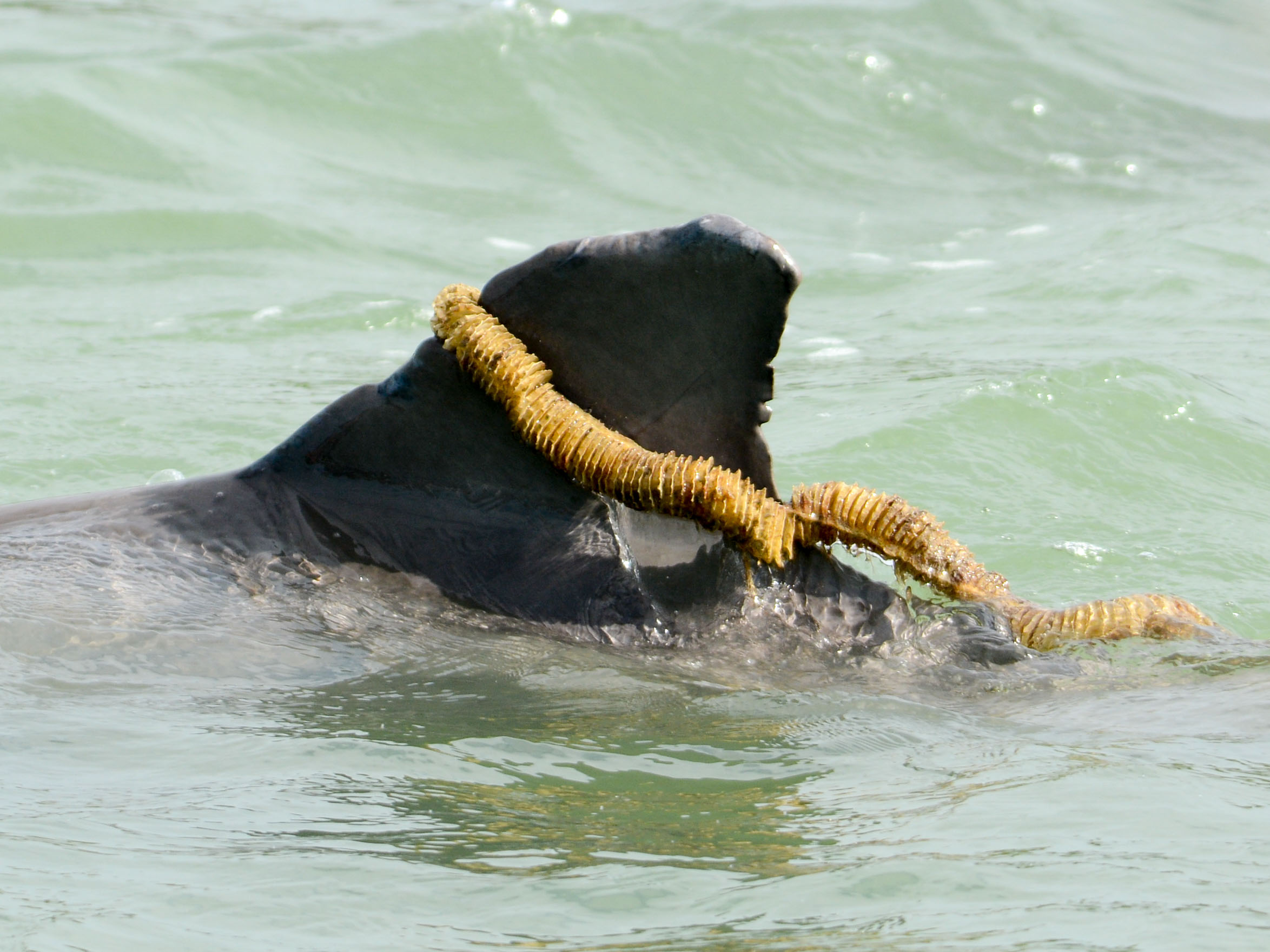 dorsal fin adorned with mollusk egg case