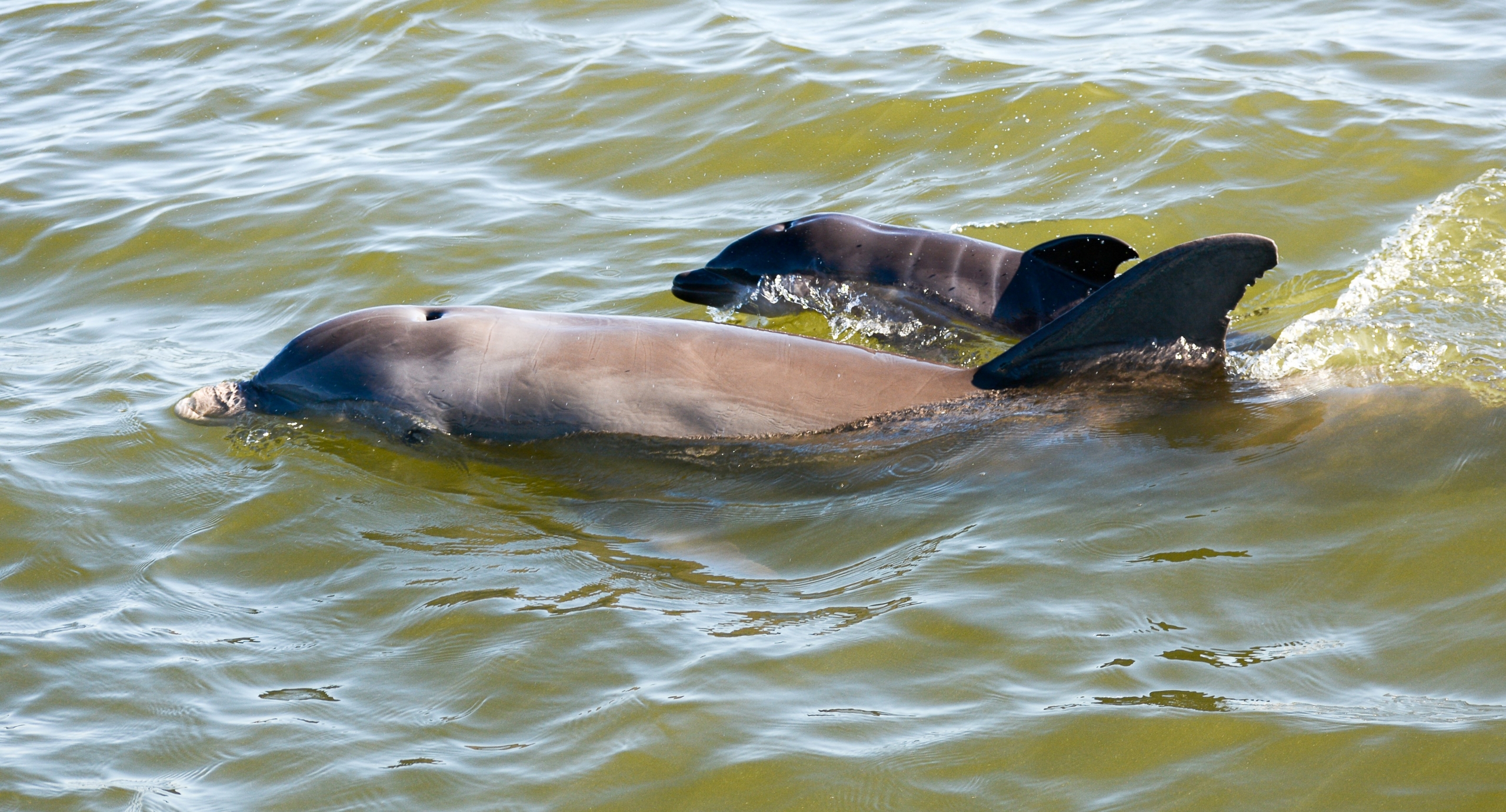 young dolphin calf with mom