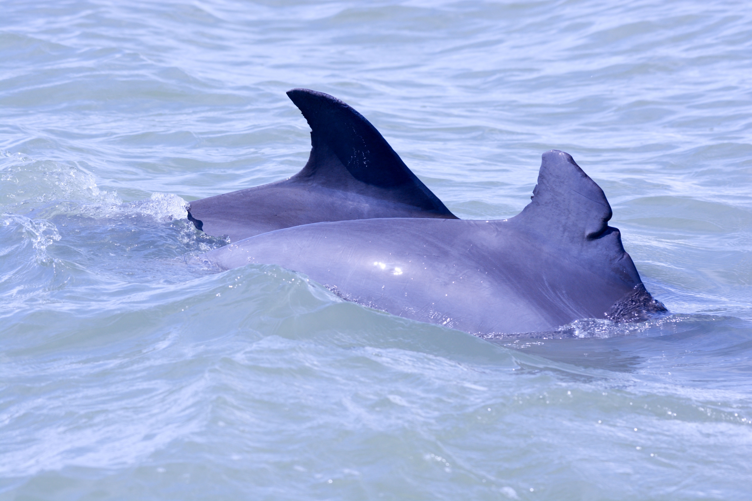 two dolphins