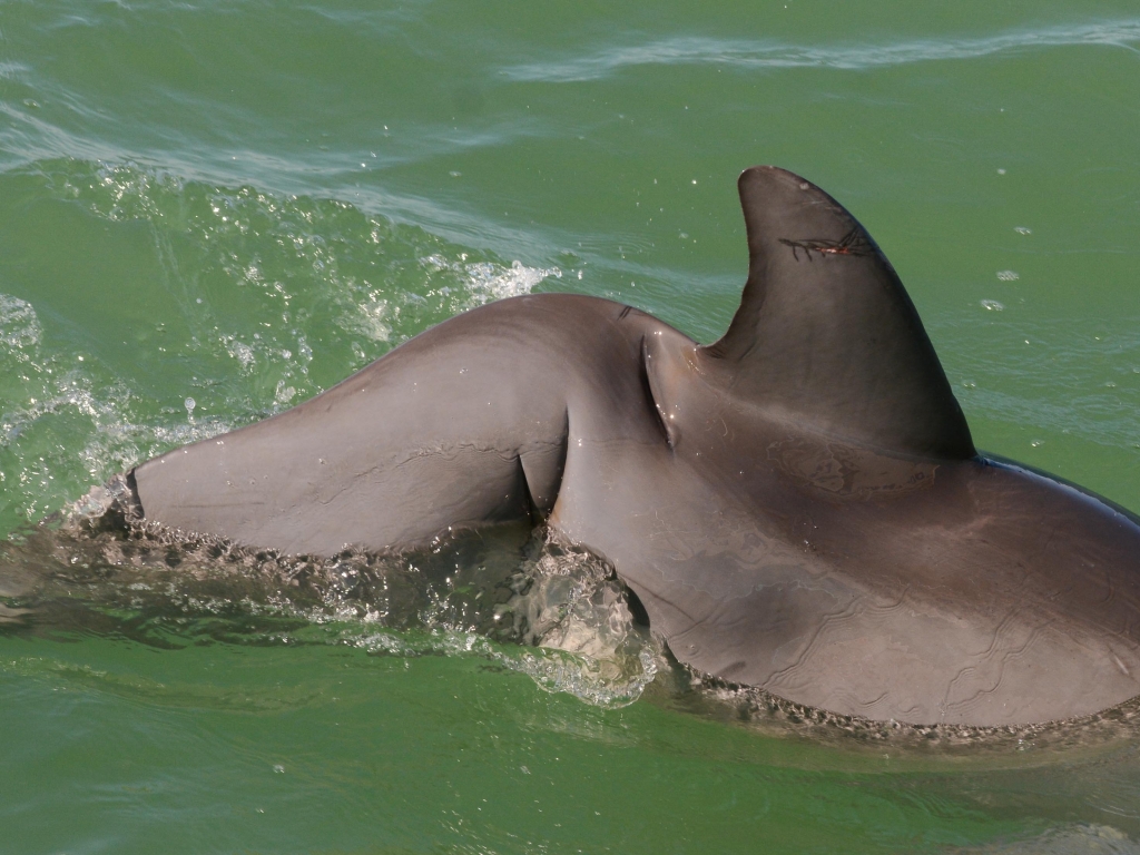 injured dolphin