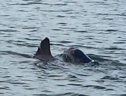 dolphin with calf