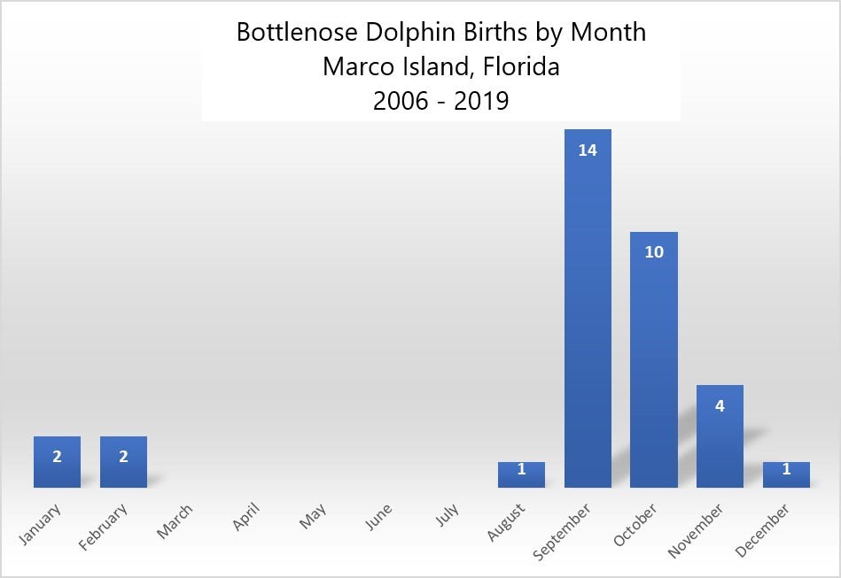 chart of dolphin births