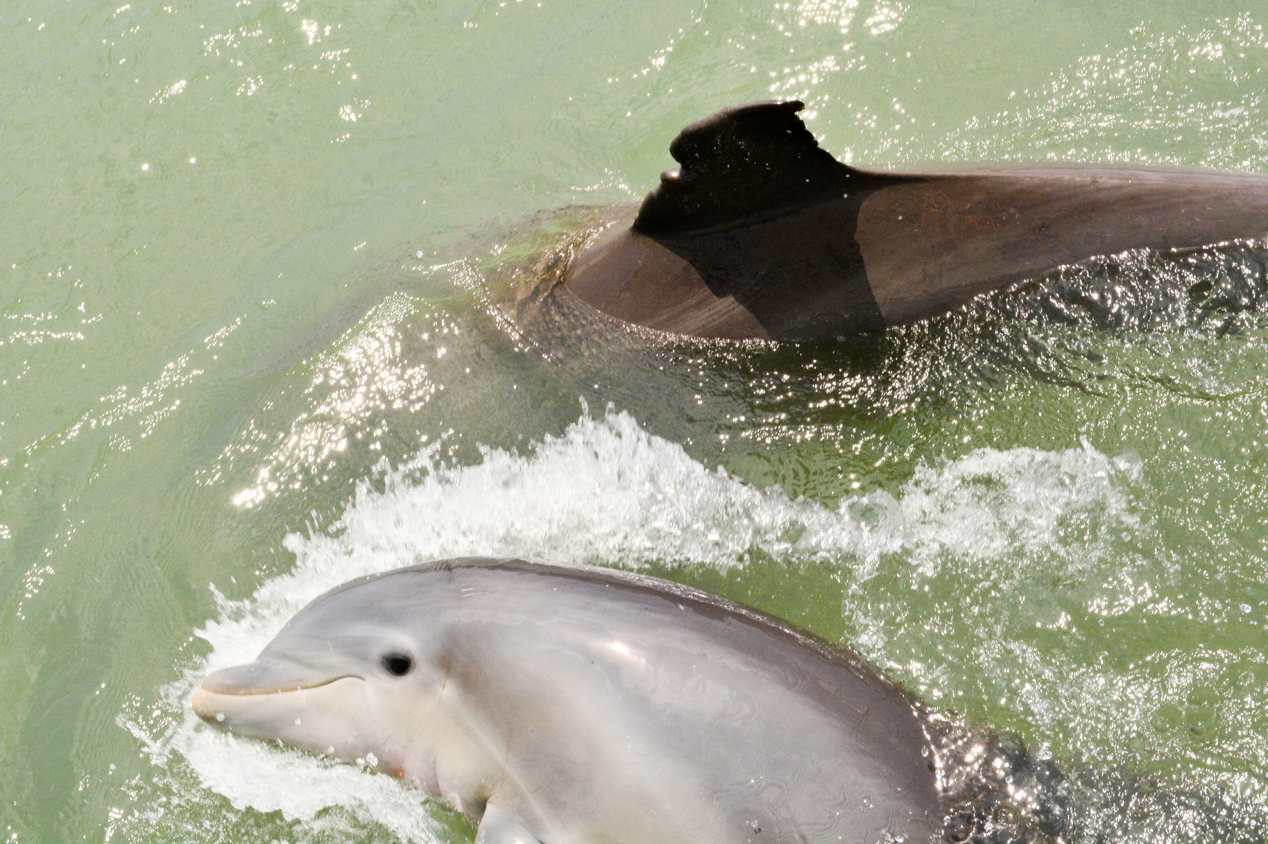 two dolphins socializing