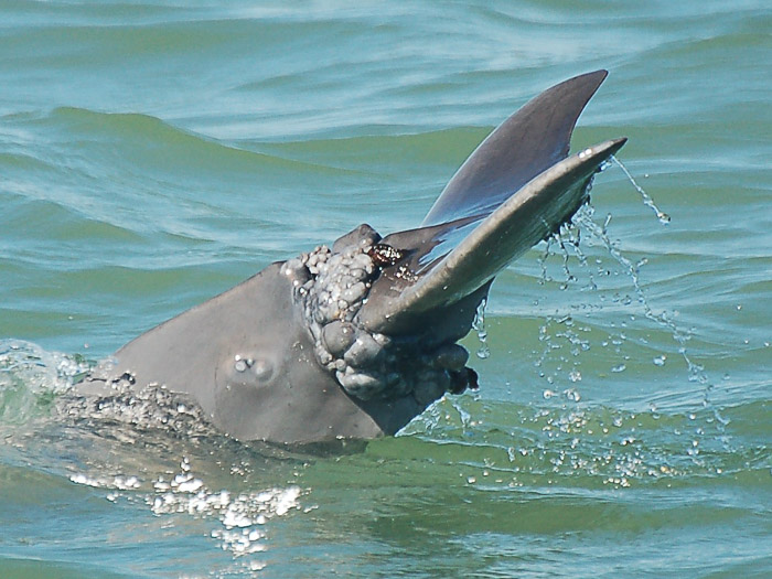 scar tissue on dolphin