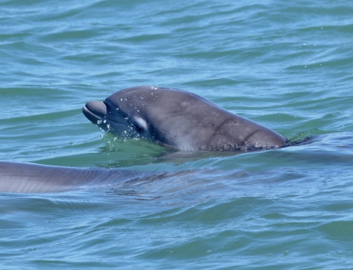 Another Dolphin Birth: Lulu Arrives to Join The Local Community