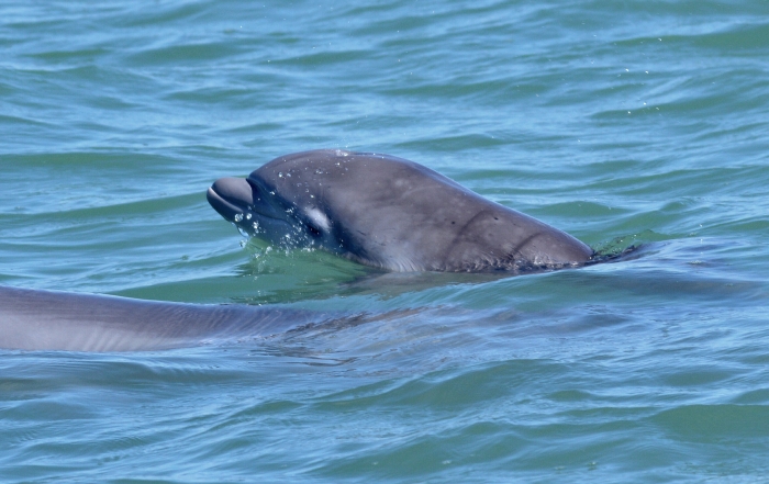 recently born dolphin Lulu