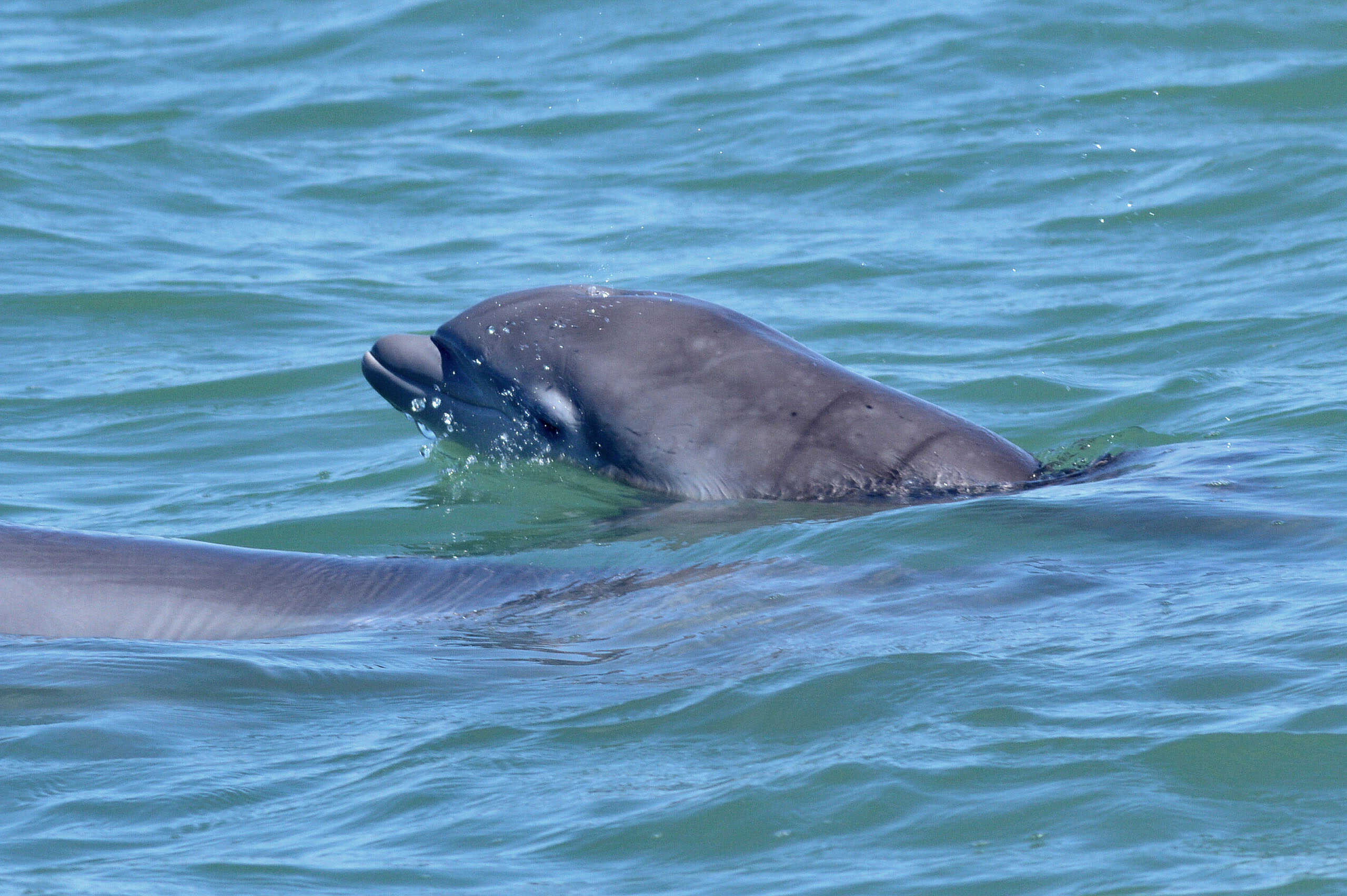 recently born dolphin Lulu