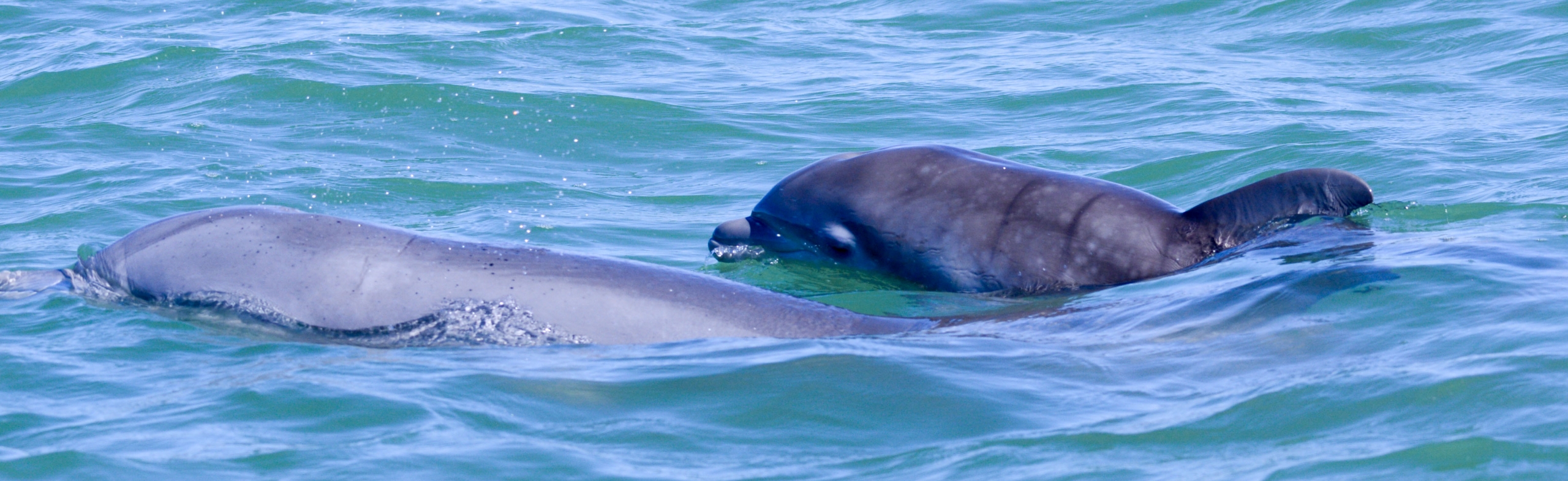 Another Dolphin Birth: Lulu Arrives to Join The Local Community - The  Dolphin Study